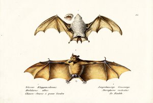 ノーザンゴーストバット、1824年 作： Karl Joseph Brodtmann